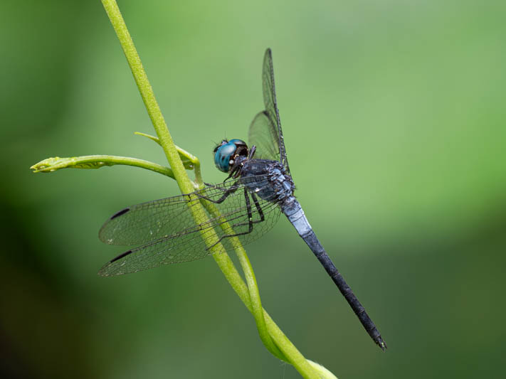 Cannaphila insularis (Gray-waisted Skimmer) male-4.jpg